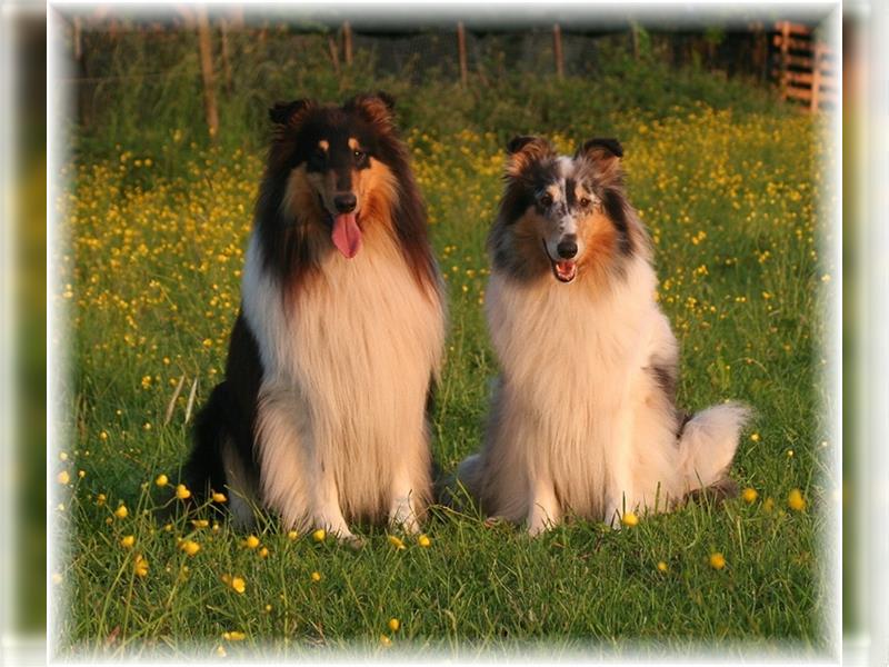 Langhaar Collie Welpen , amerikanische Linie, Rough Collie VDH /FCI Papiere