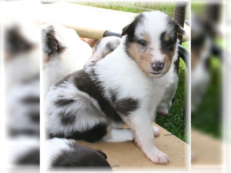 Langhaar Collie Welpen , amerikanische Linie, Rough Collie VDH /FCI Papiere