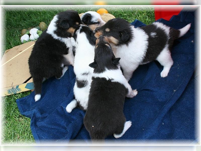 Langhaar Collie Welpen , amerikanische Linie, Rough Collie VDH /FCI Papiere