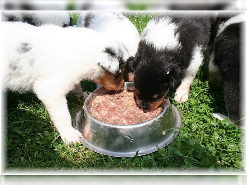 Langhaar Collie Welpen , amerikanische Linie, Rough Collie VDH /FCI Papiere