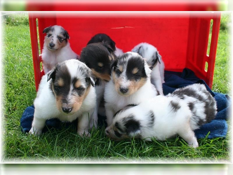 Langhaar Collie Welpen , amerikanische Linie, Rough Collie VDH /FCI Papiere