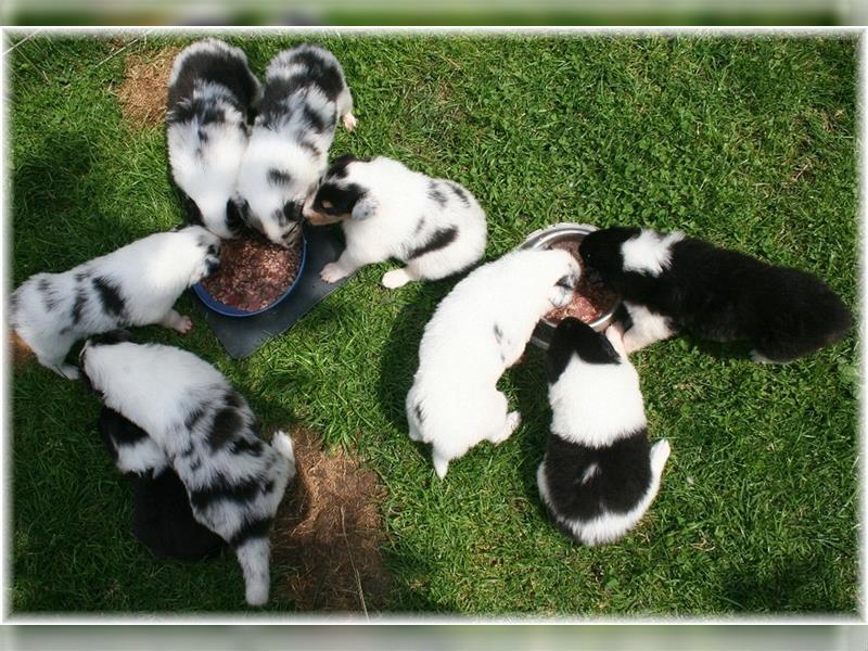 Langhaar Collie Welpen , amerikanische Linie, Rough Collie VDH /FCI Papiere