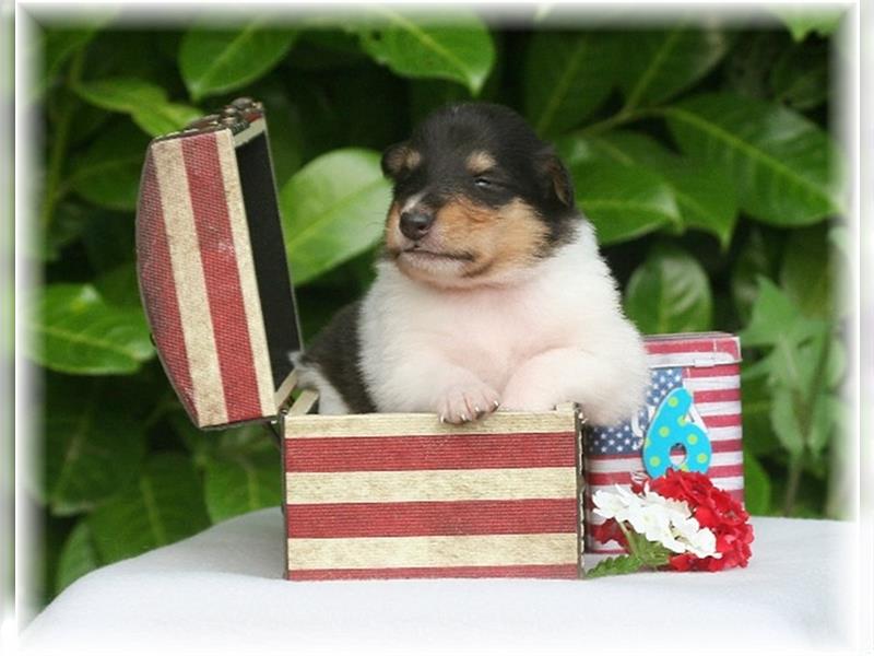 Langhaar Collie Welpen , amerikanische Linie, Rough Collie VDH /FCI Papiere