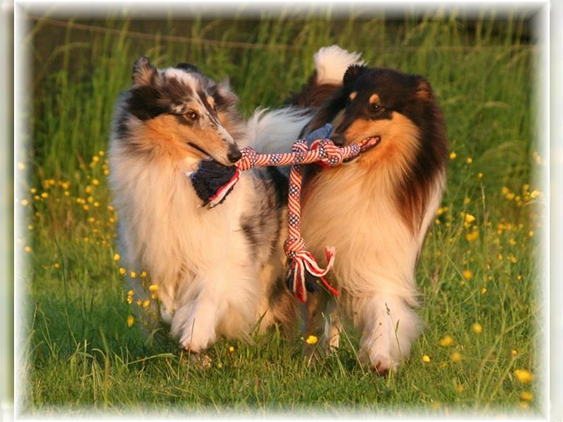 Langhaar Collie Welpen , amerikanische Linie, Rough Collie VDH /FCI Papiere