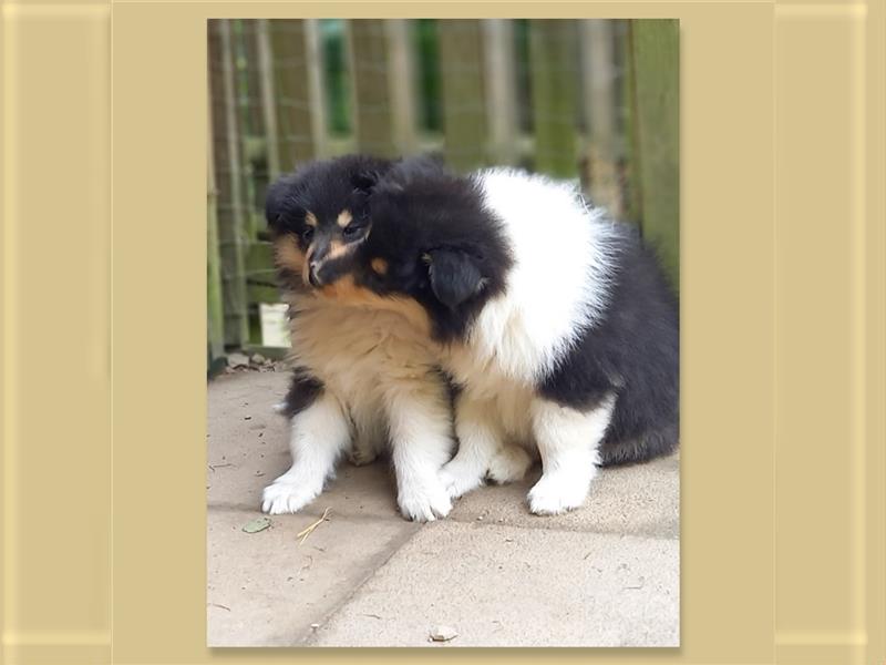 Collie-Langhaar Welpen aus VDH Liebhaberzucht