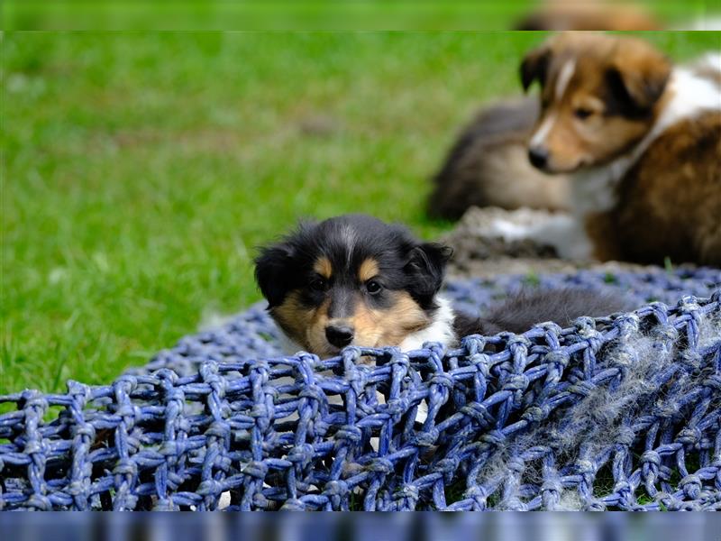 Familienfreundliche amerikanische Collies