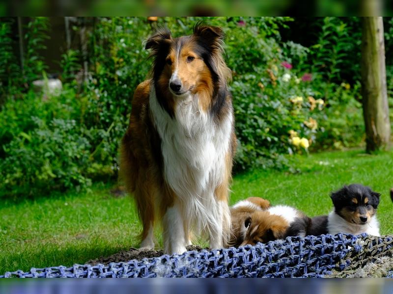 Familienfreundliche amerikanische Collies