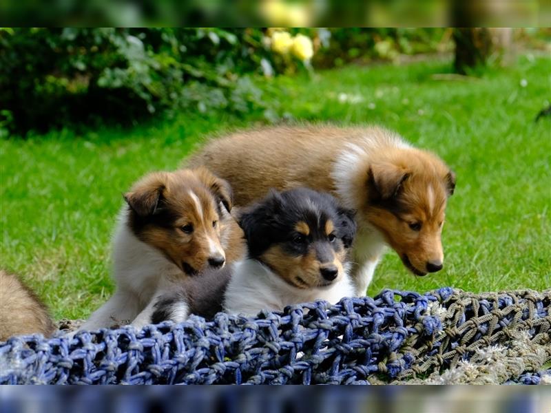 Familienfreundliche amerikanische Collies