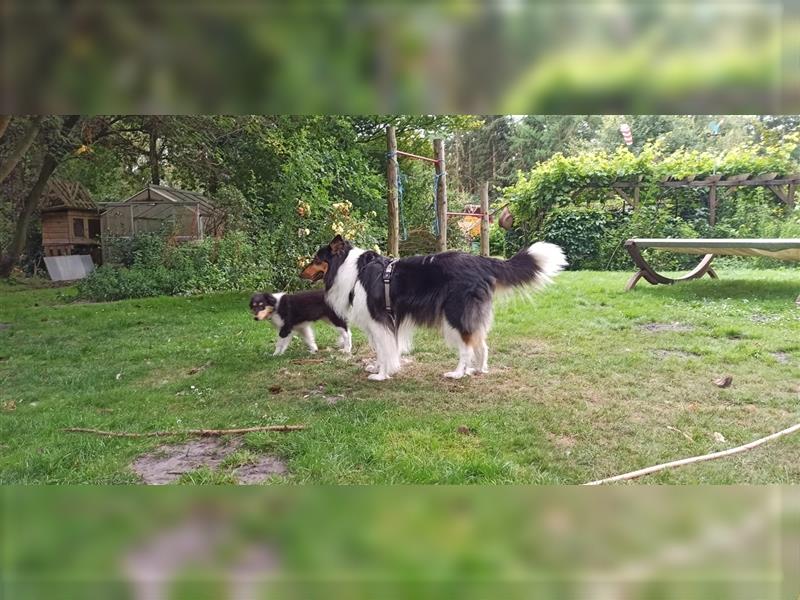 Familienfreundliche amerikanische Collies