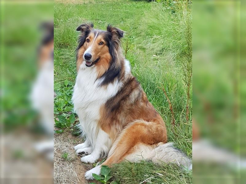 Familienfreundliche amerikanische Collies