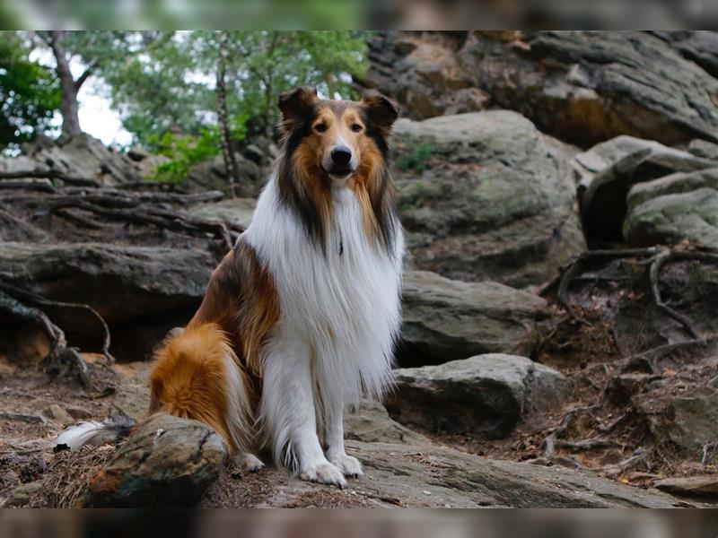 Familienfreundliche amerikanische Collies