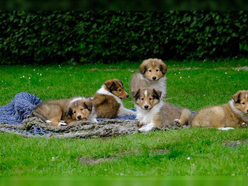 Familienfreundliche Colliewelpen