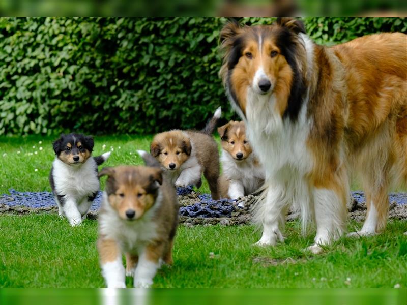 Familienfreundliche Colliewelpen