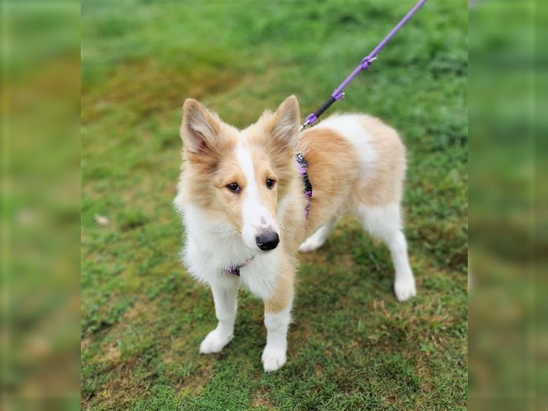 Wunderschöne Collie Welpen, Amerikanisch