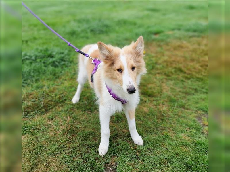 Wunderschöne Collie Welpen, Amerikanisch