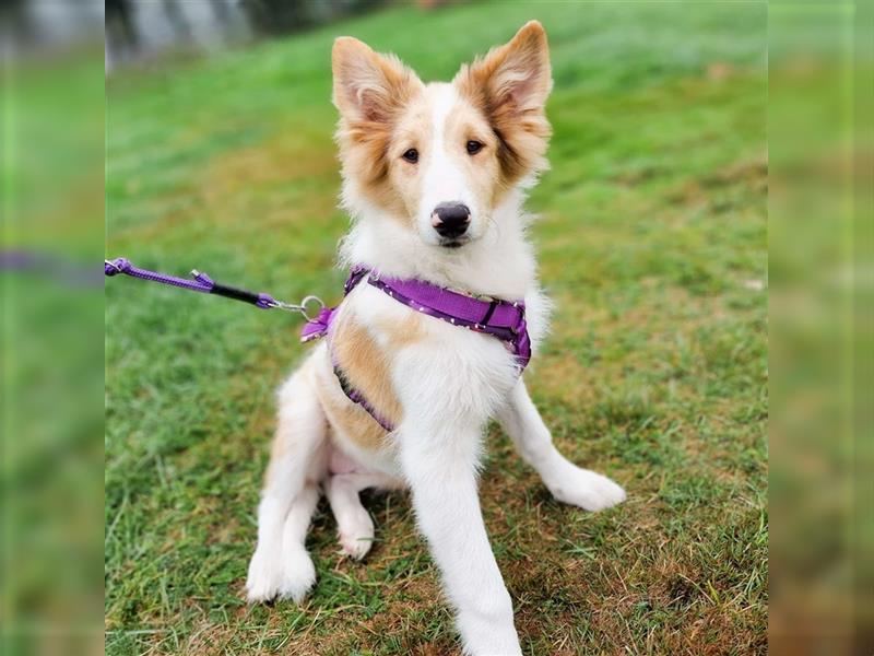 Wunderschöne Collie Welpen, Amerikanisch