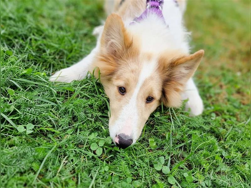 Wunderschöne Collie Welpen, Amerikanisch