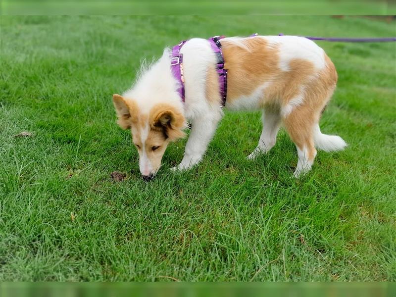 Wunderschöne Collie Welpen, Amerikanisch