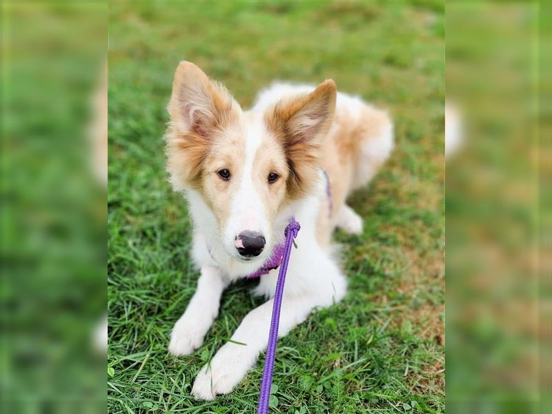 Wunderschöne Collie Welpen, Amerikanisch