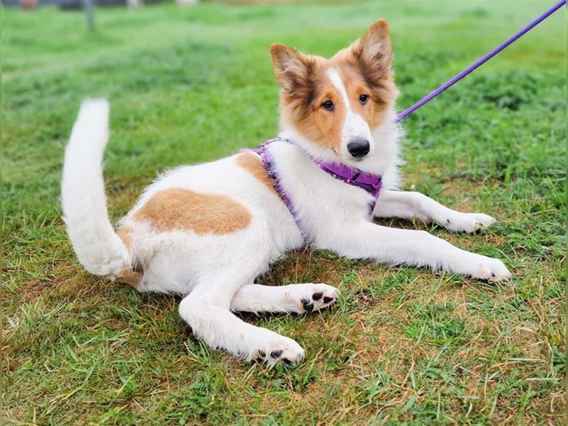 Wunderschöne Collie Welpen, Amerikanisch