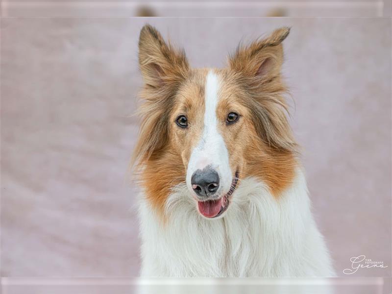 Wunderschöne Collie Welpen, Amerikanisch