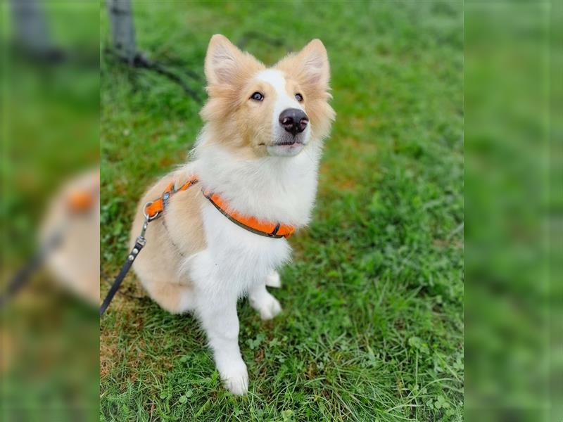 Wunderschöne Collie Welpen, Amerikanisch