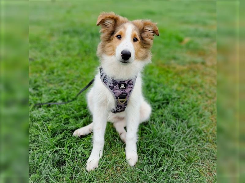 Wunderschöne Collie Welpen, Amerikanisch