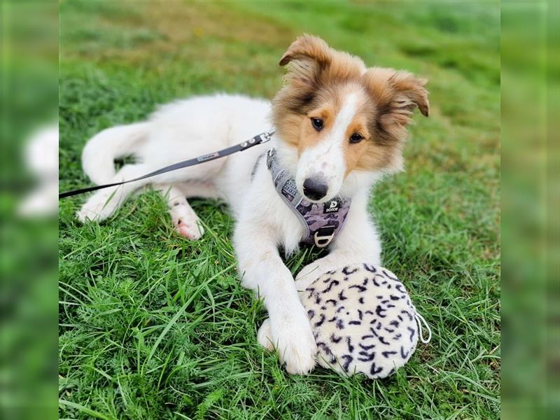 Wunderschöne Collie Welpen, Amerikanisch