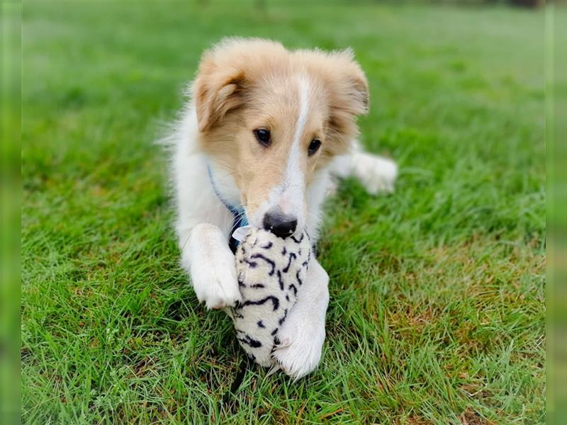 Wunderschöne Collie Welpen, Amerikanisch