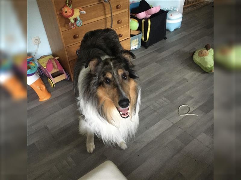 American Collie Rüde sucht liebevolles Zuhause