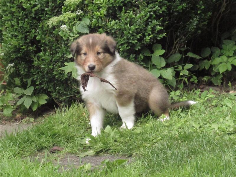 Familienfreundliche Colliewelpen