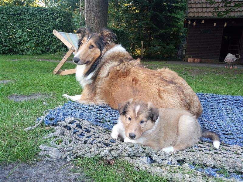 Familienfreundliche Colliewelpen