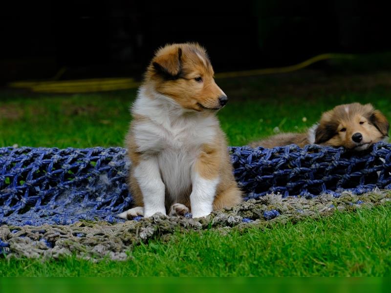 Familienfreundliche Colliewelpen