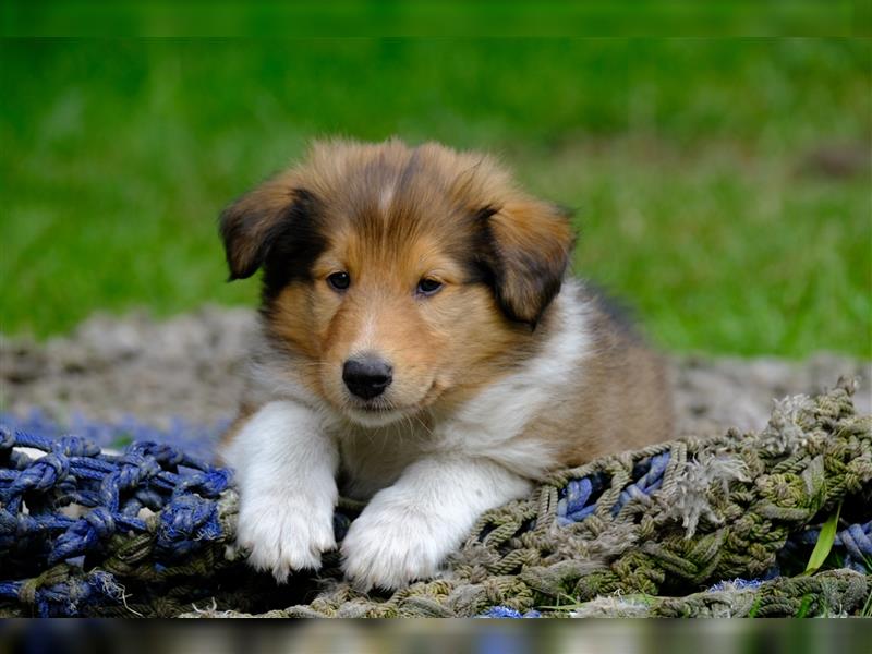 Familienfreundliche Colliewelpen