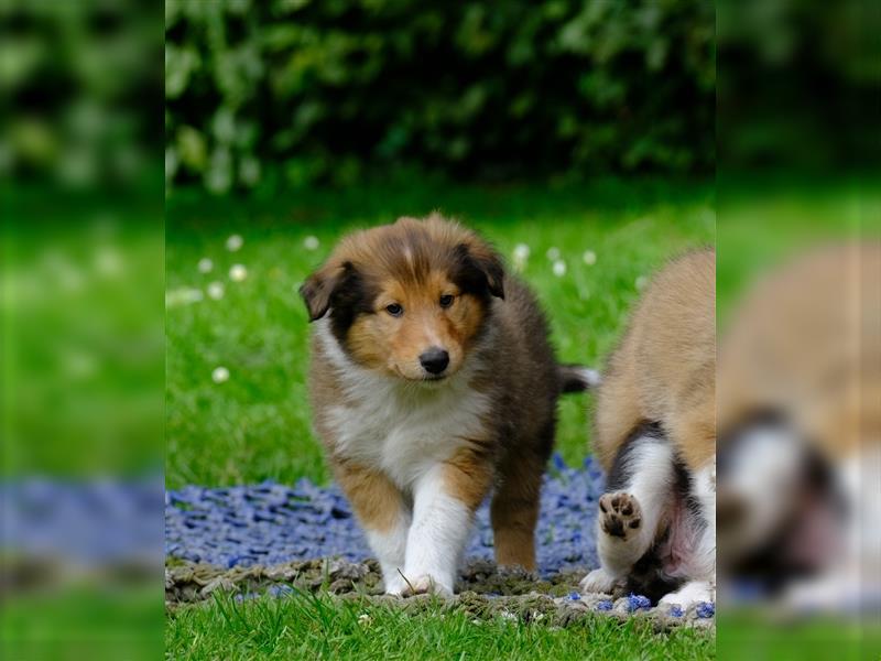 Familienfreundliche Colliewelpen