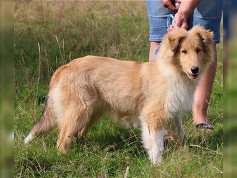 Collie Welpen aus VDH Zucht