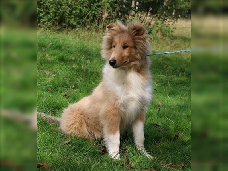 Collie Welpen aus VDH Zucht