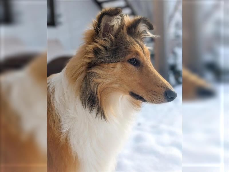 Deckrüde Lassie in tricolor