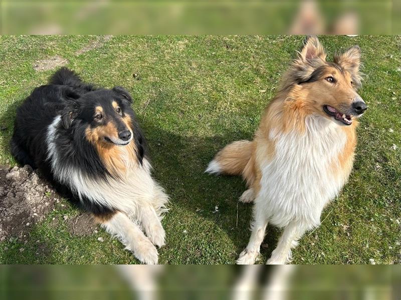 Lassies (Langhaarcollie) Deckrüde in tricolor