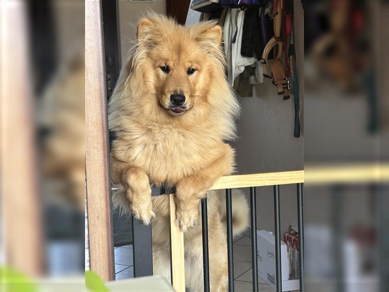 Collie ChowChow Mix sucht ein neues Zuhause