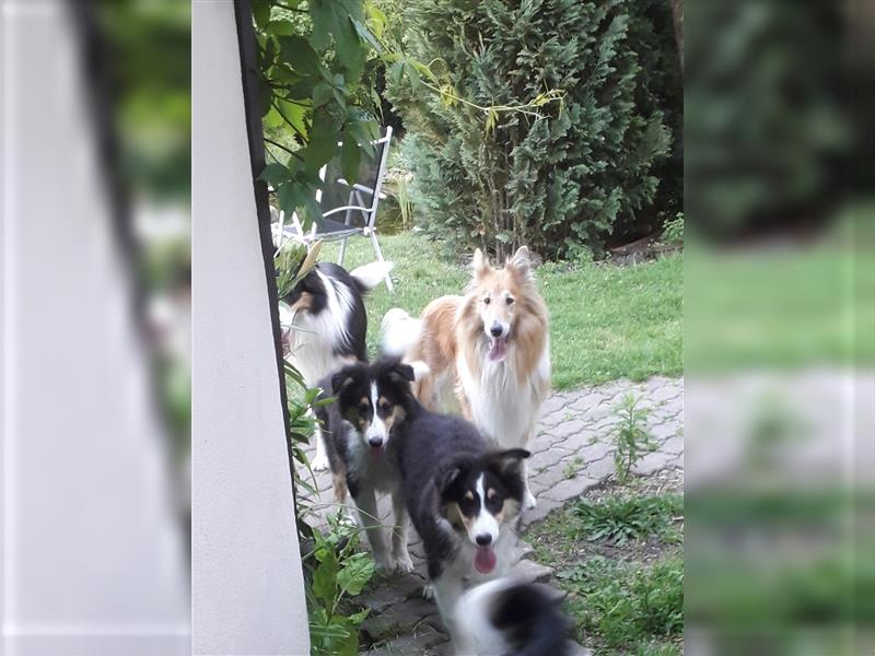 Colliejungs (altschottische Linie), 8 Monate alt suchen liebevolles Fürimmerzuhause