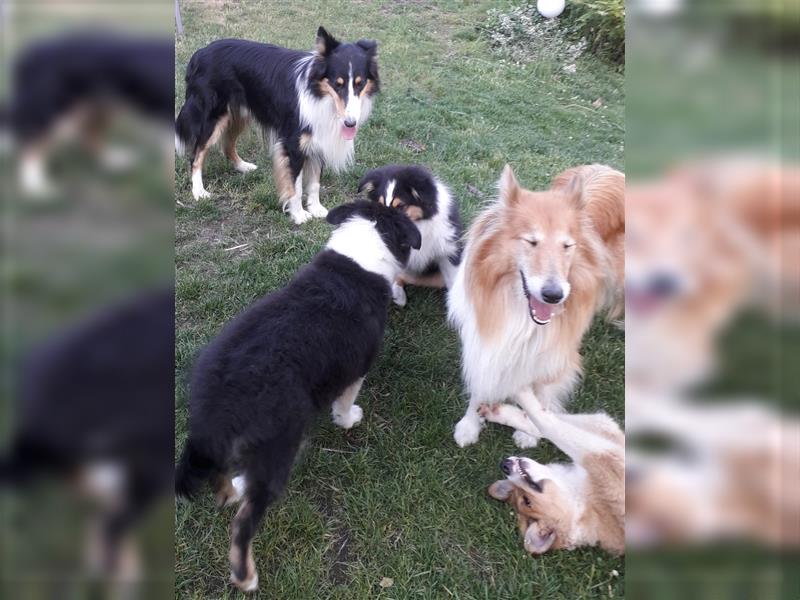 Colliejungs (altschottische Linie), 8 Monate alt suchen liebevolles Fürimmerzuhause