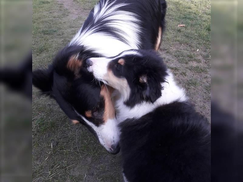 Colliejungs (altschottische Linie), 8 Monate alt suchen liebevolles Fürimmerzuhause