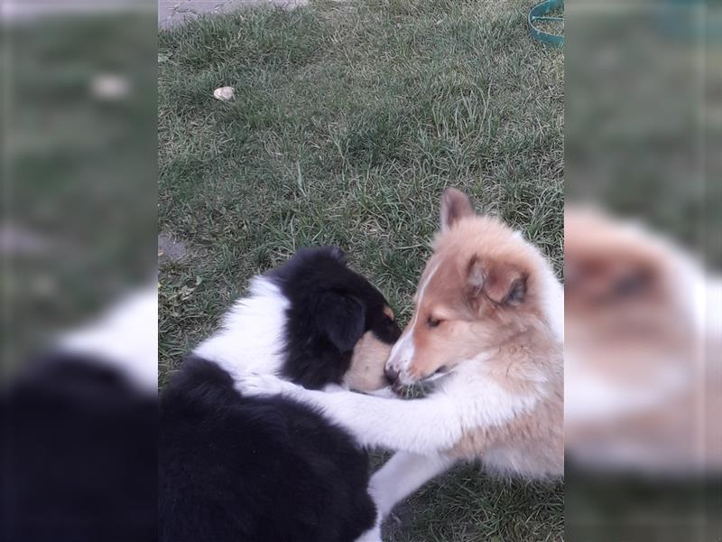 Colliejungs (altschottische Linie), 8 Monate alt suchen liebevolles Fürimmerzuhause