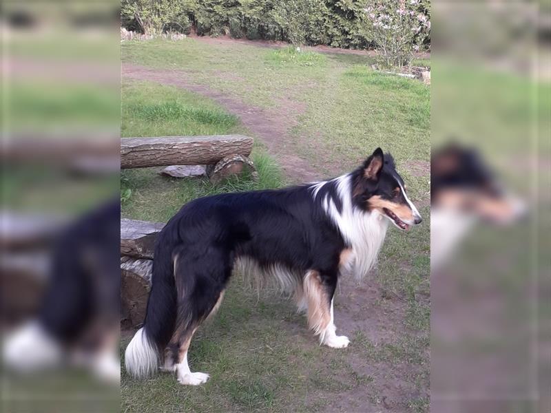 Colliejungs (altschottische Linie), 8 Monate alt suchen liebevolles Fürimmerzuhause