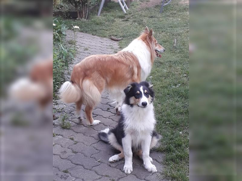 Colliejungs (altschottische Linie), 8 Monate alt suchen liebevolles Fürimmerzuhause