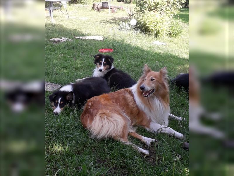 Colliejungs (altschottische Linie), 8 Monate alt suchen liebevolles Fürimmerzuhause