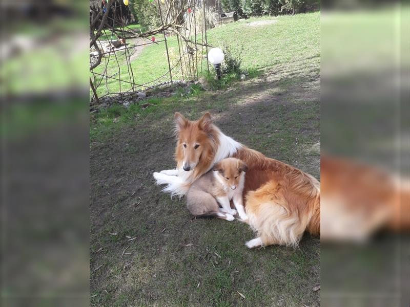 Colliejungs (altschottische Linie), 8 Monate alt suchen liebevolles Fürimmerzuhause