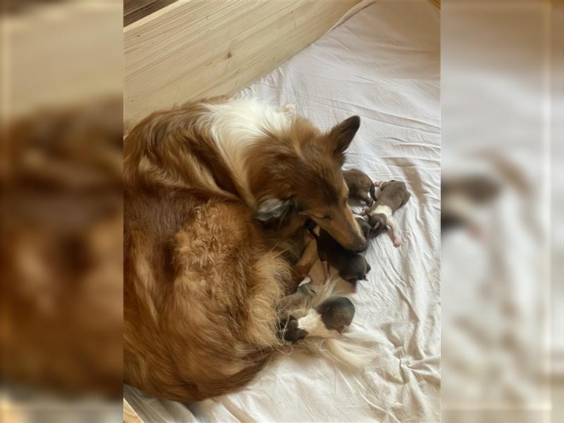 Familienfreundliche American Collie Welpen mit Papieren in liebevolle Hände abzugeben