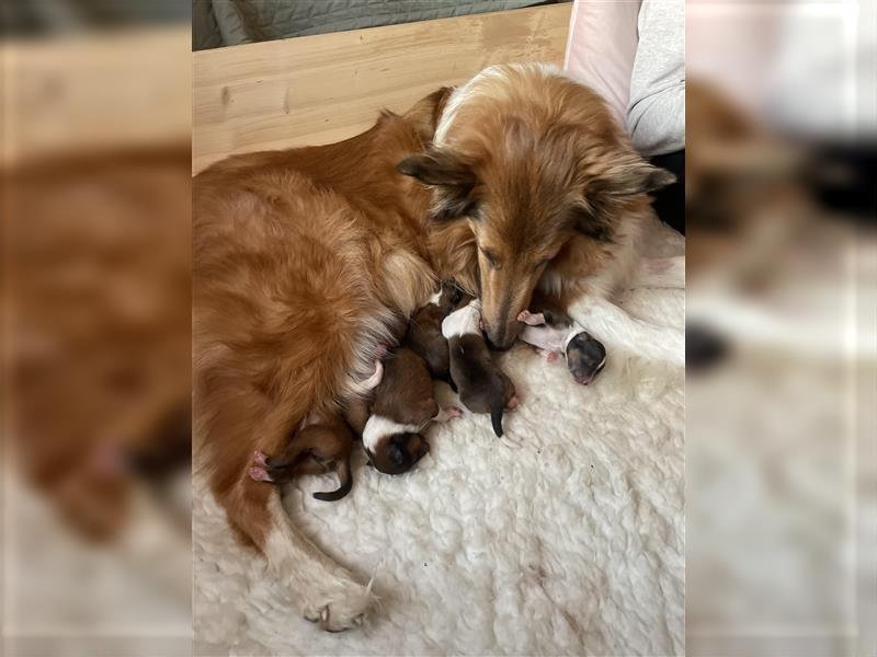 Familienfreundliche American Collie Welpen mit Papieren in liebevolle Hände abzugeben